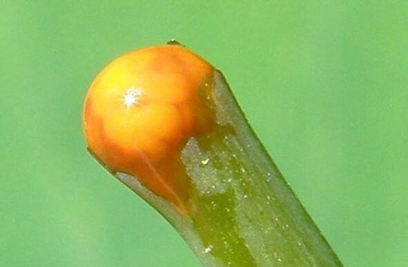 ugniažolės savybės gydant papilomas